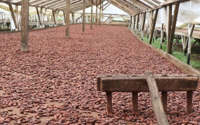 Le Bean-to-Bar : Le processus de post-récolte