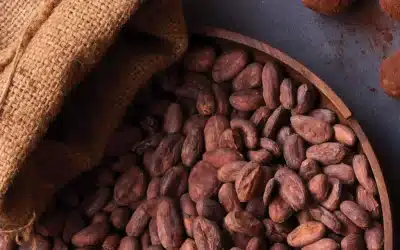 Le Bean-to-Bar : Le Transformation du Cacao